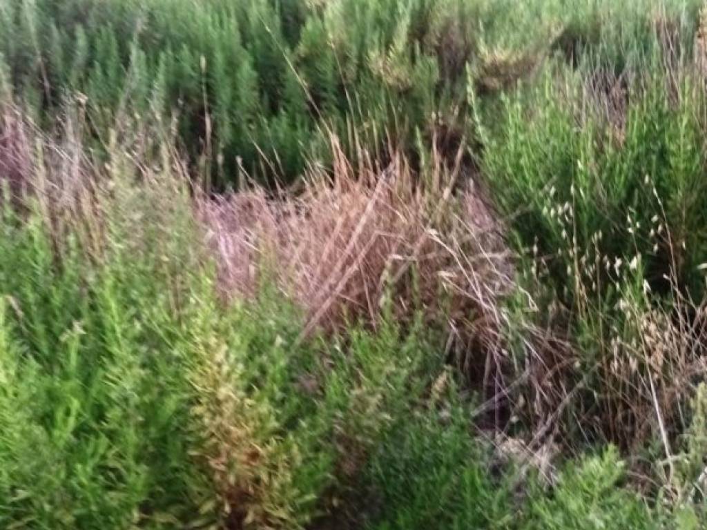 Terreno a Magliano in toscana in Frazione colle di lupo, 1 - Foto 5