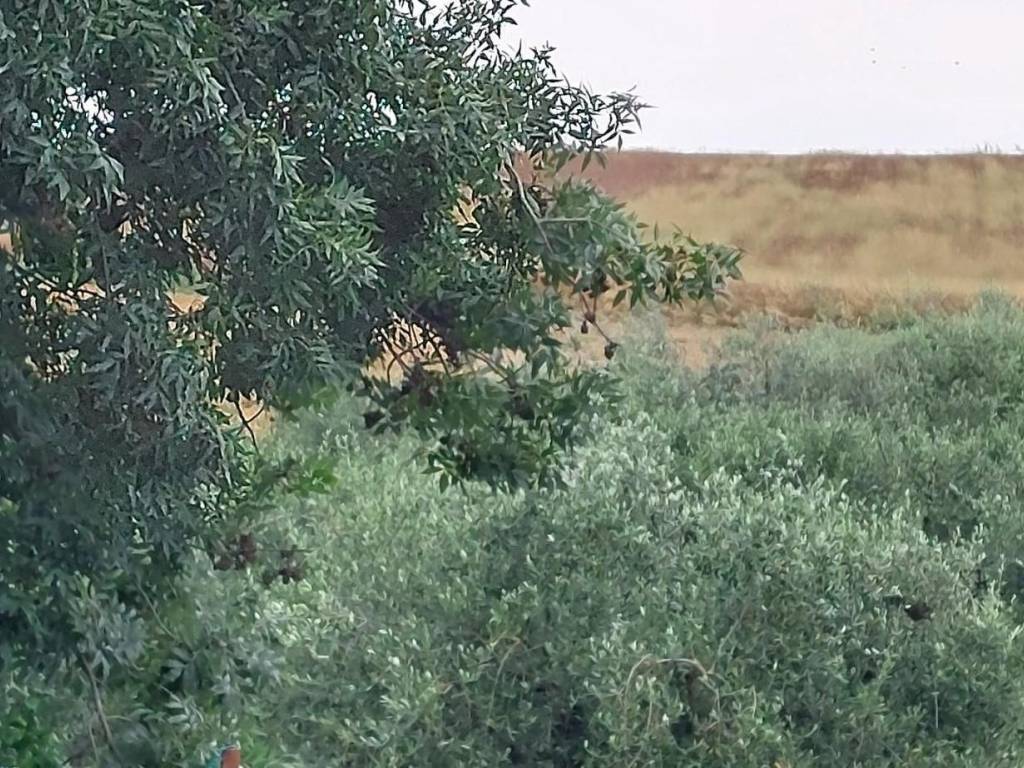 Villa a Coriano - Foto 2