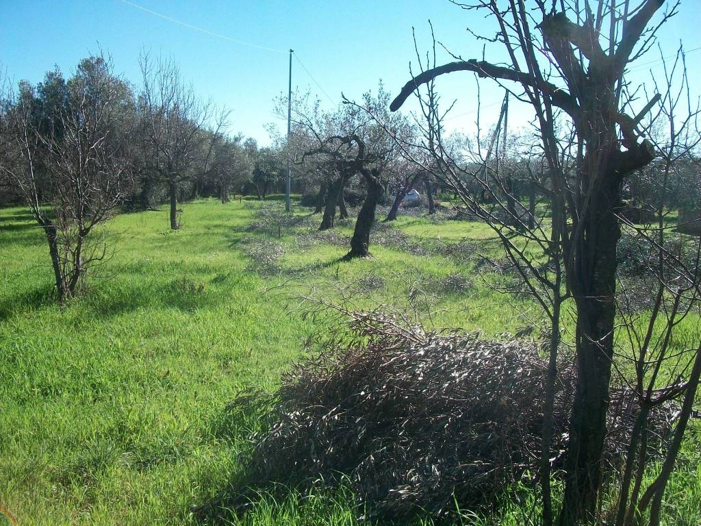 Terreno a Treglio in Contrada Sacchetti - Foto 2