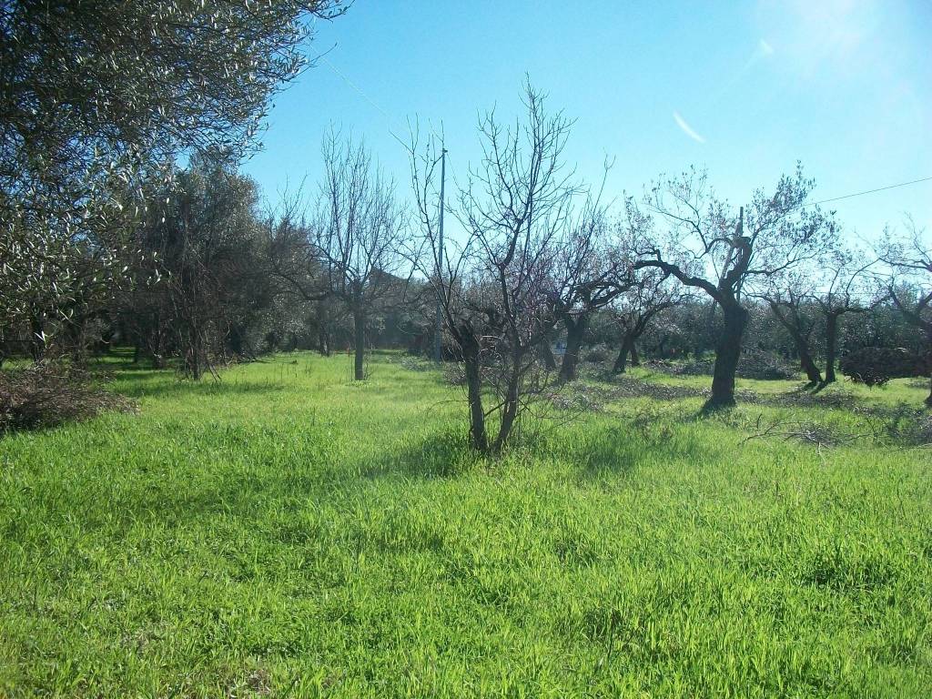 Terreno a Treglio in Contrada Sacchetti - Foto 3