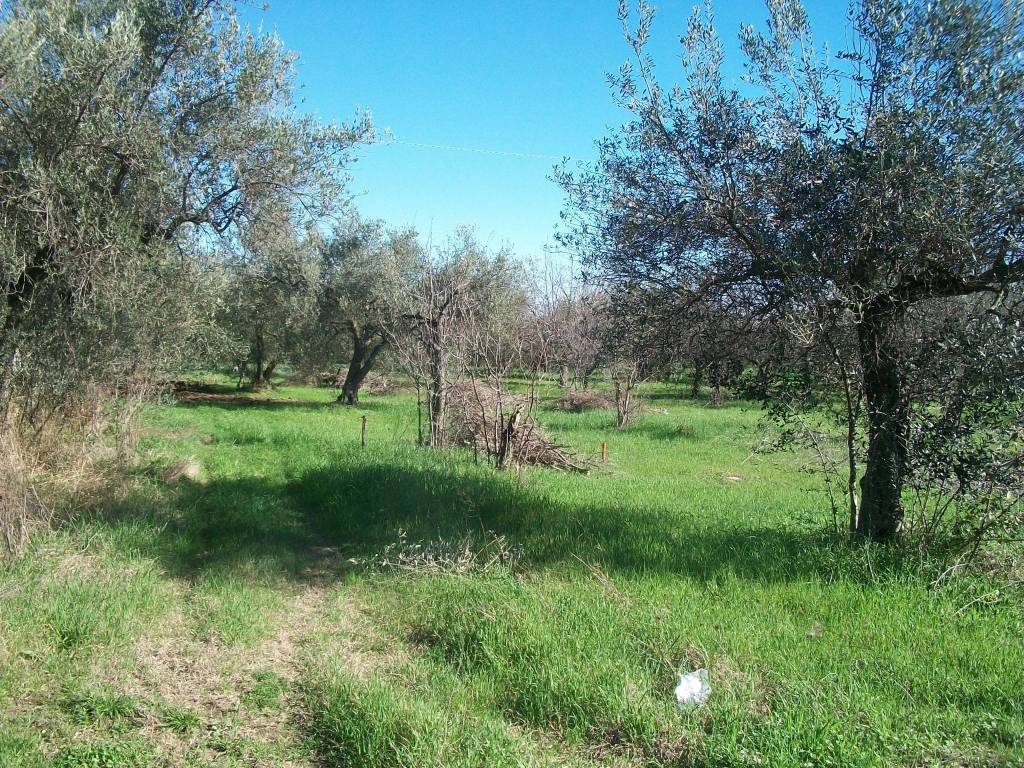 Terreno a Treglio in Contrada Sacchetti - Foto 4