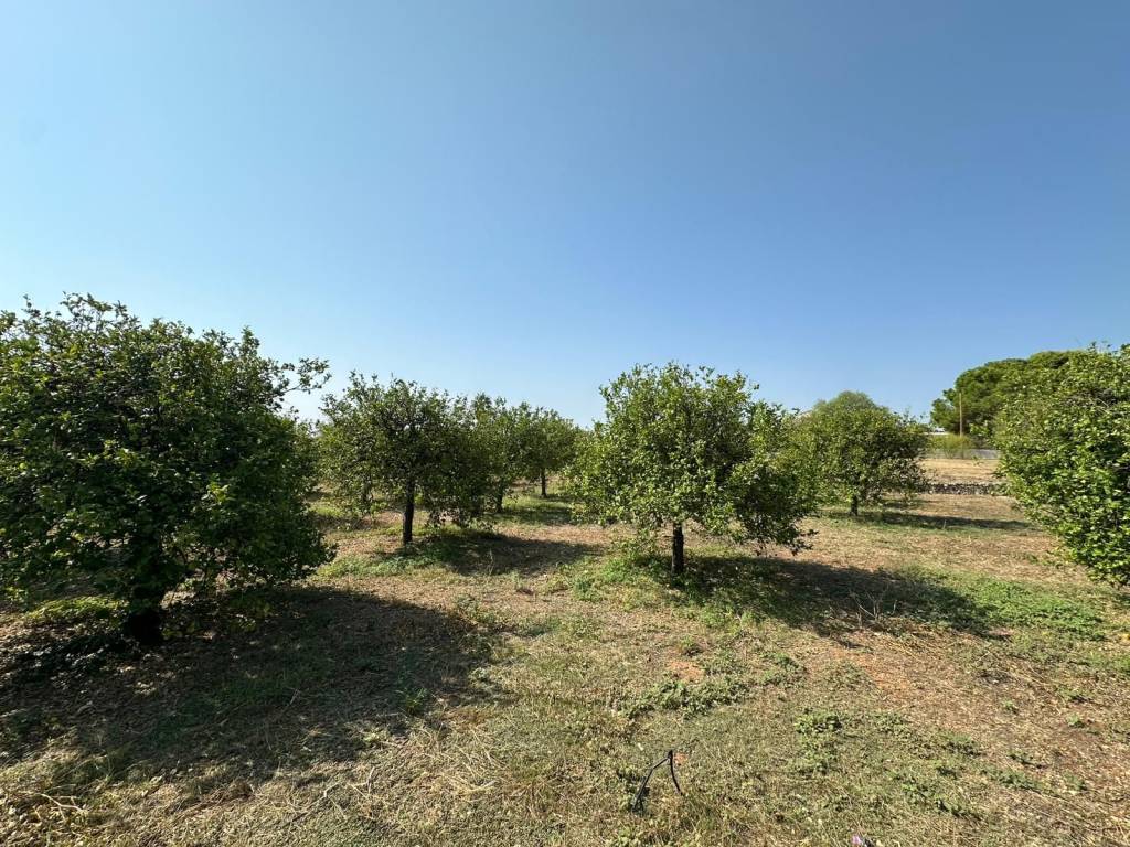 Terreno a Noto in Via Ricciola - Foto 2