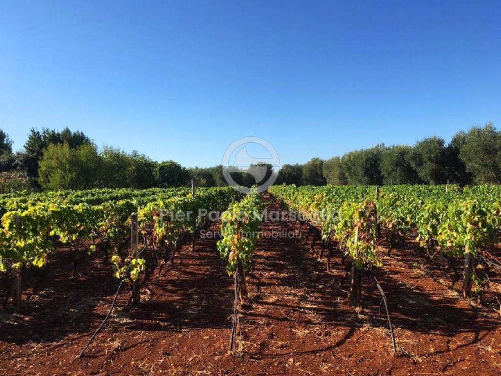 Villa a Ostuni in Contrada Guappi Falghero - Foto 4