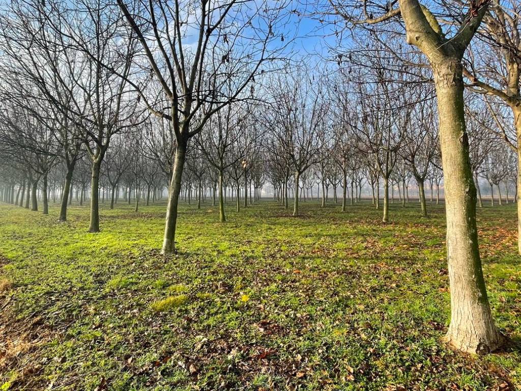 Terreno a Rosà - Foto 2