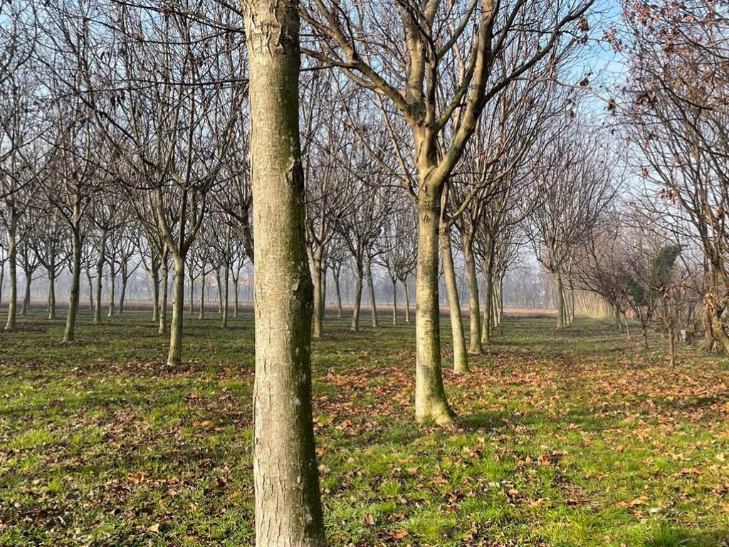 Terreno a Rosà - Foto 3