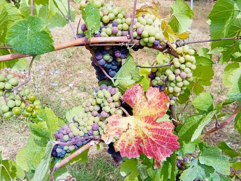 Rustico / casale a Avigliano umbro in Vocabolo San Savino - Foto 2