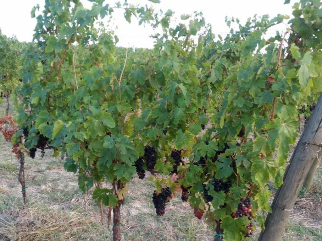 Terreno a Senigallia in Strada di Morro Castracane - Foto 3