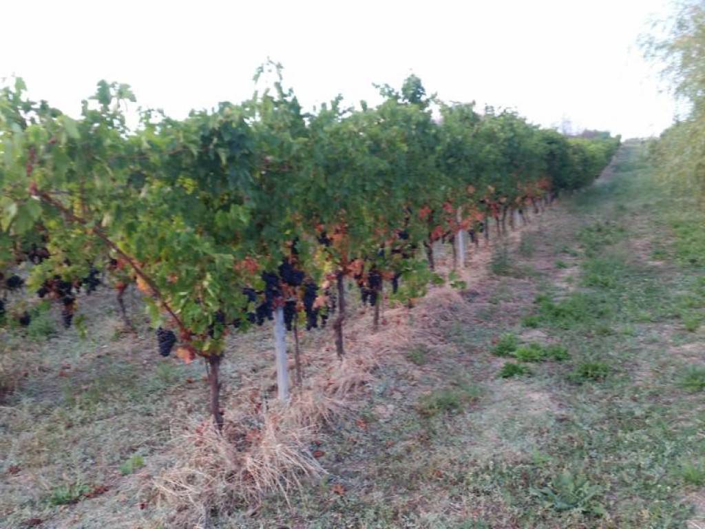 Terreno a Senigallia in Strada di Morro Castracane - Foto 5