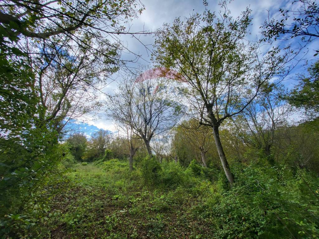 Terreno a Serra san quirico in Località Vallemani - Foto 3