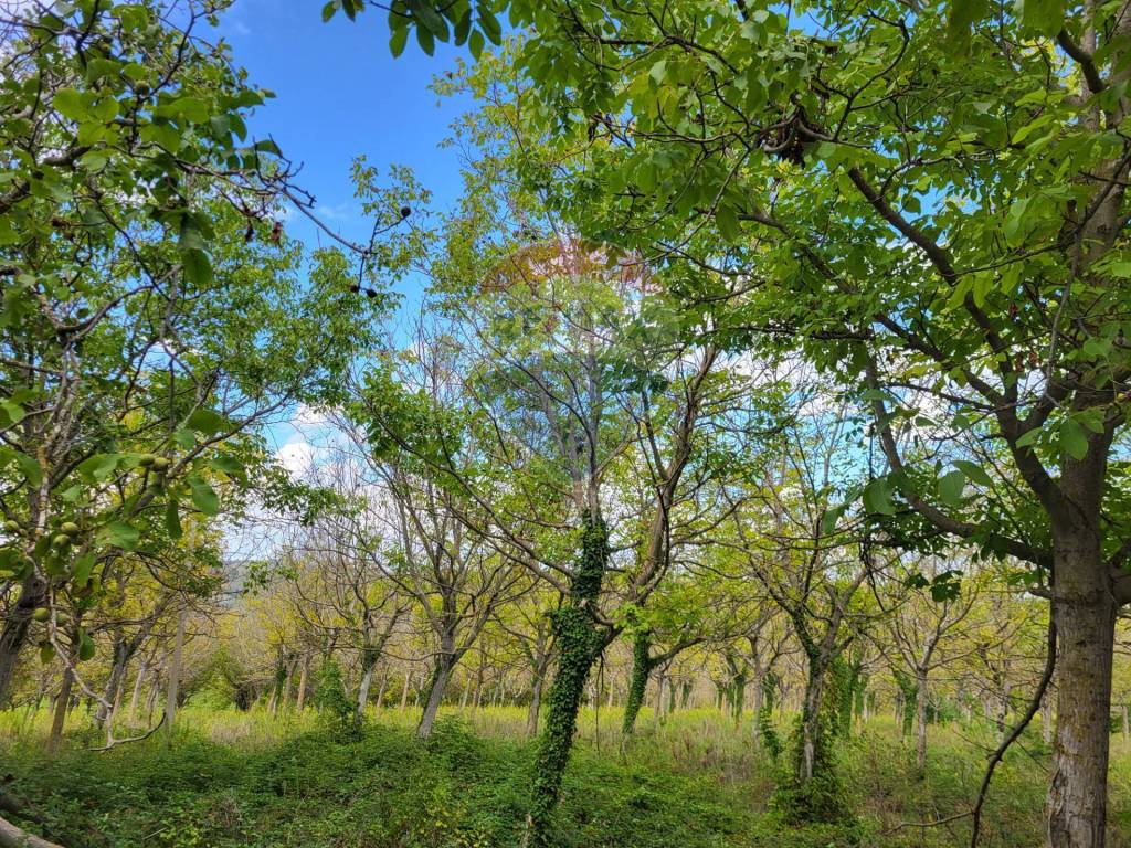 Terreno a Mergo in Via Giovanni XXIII - Foto 3