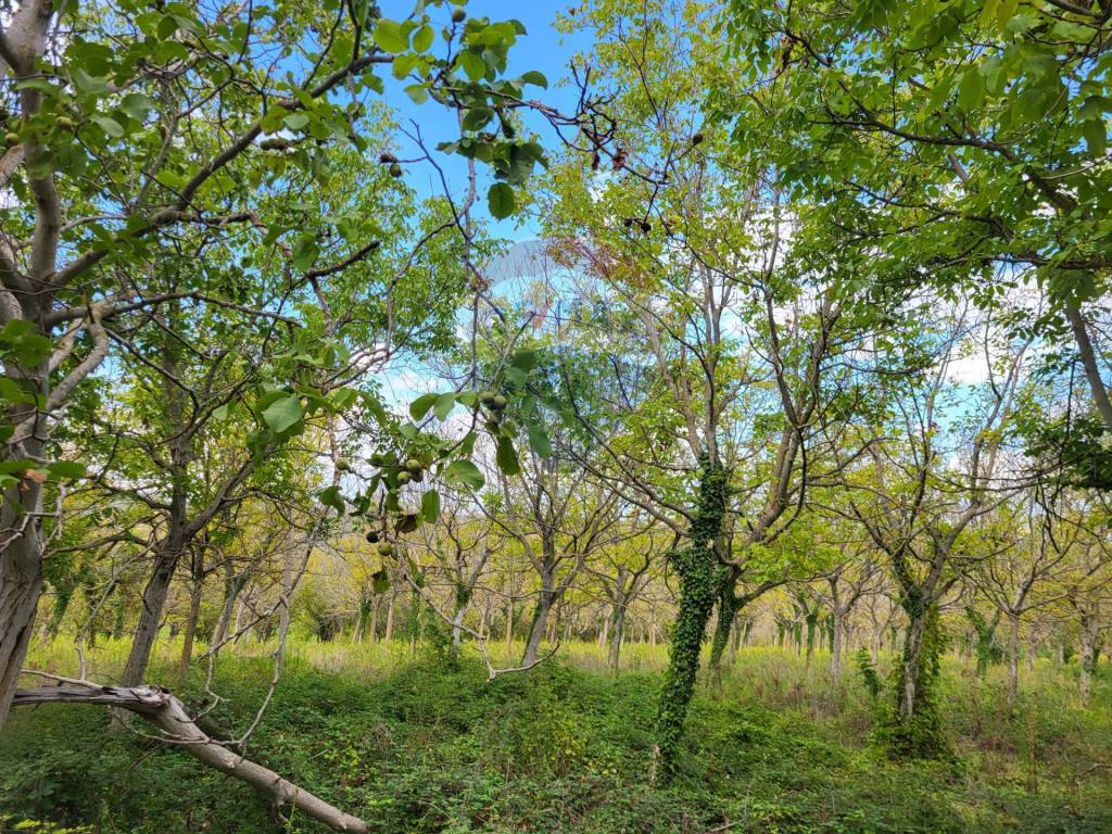 Terreno a Mergo in Via Giovanni XXIII - Foto 4