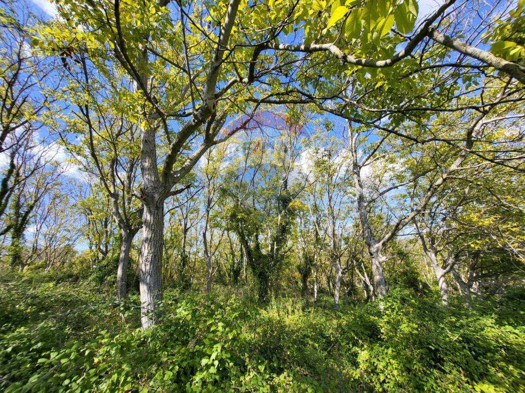 Terreno a Serra san quirico in Località Esinante Sasso - Foto 4