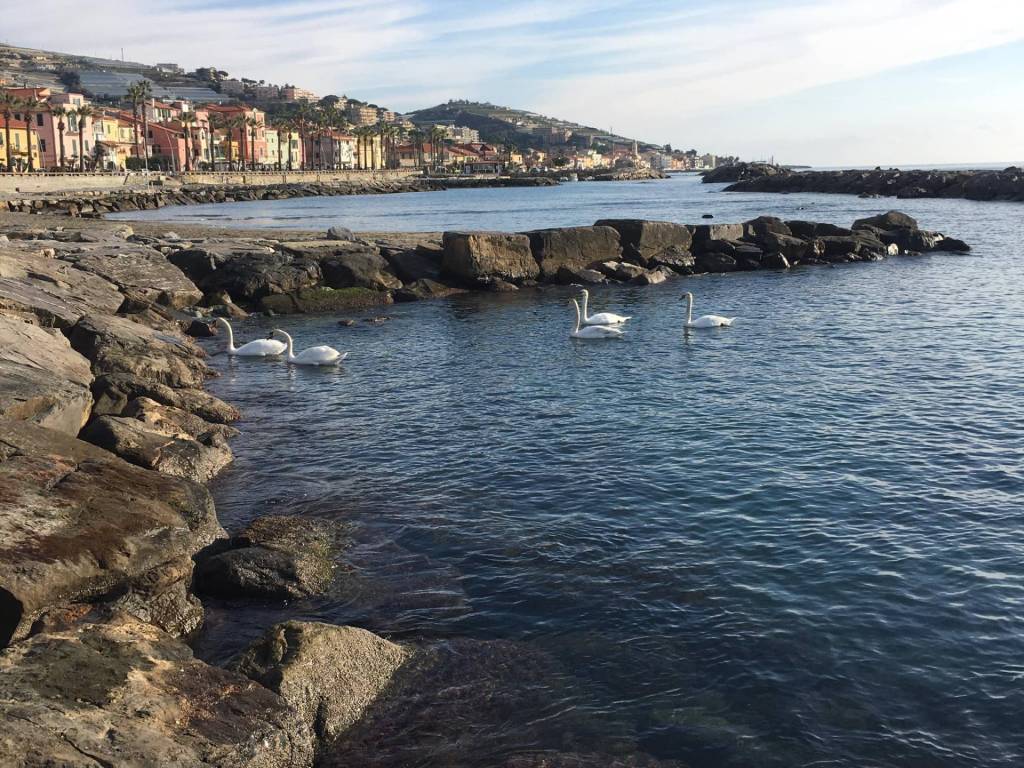 Terreno a Riva ligure in strada passi - Foto 4