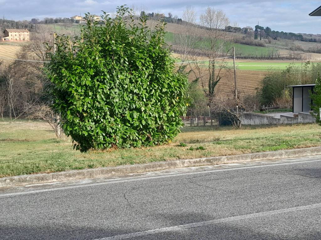 Terreno a Mondavio - Foto 4