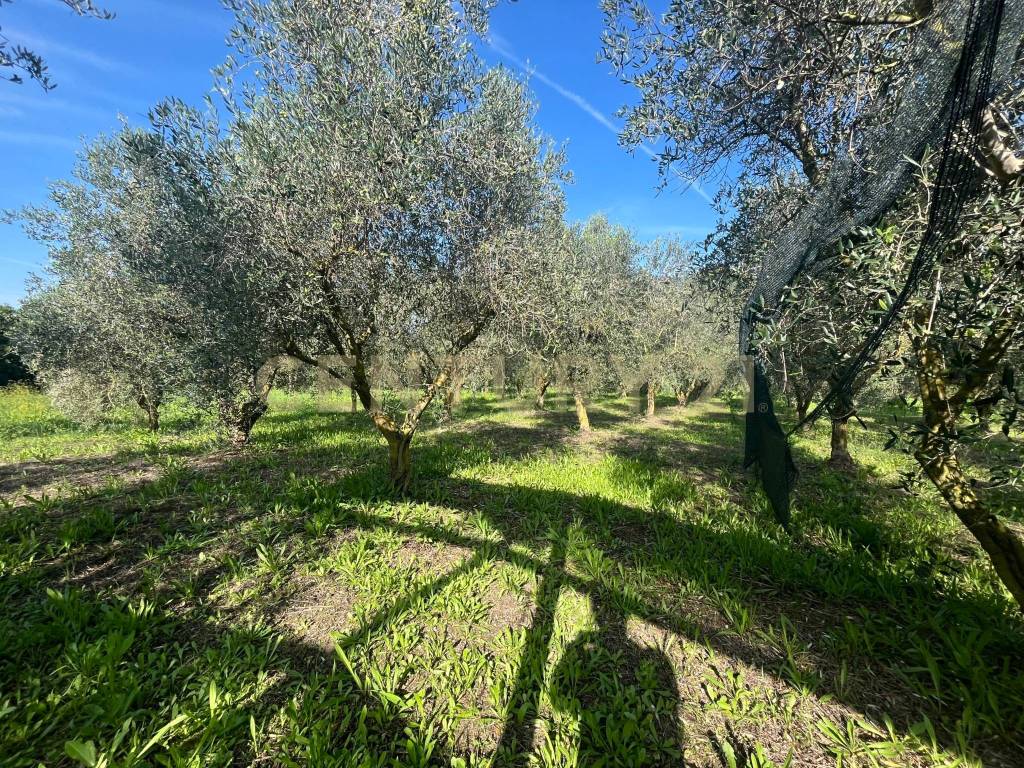 Terreno a Grosseto in Strada del Querciolo - Foto 2