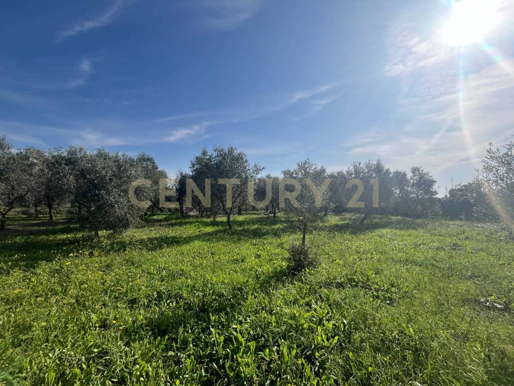 Terreno a Grosseto in Strada del Querciolo - Foto 4