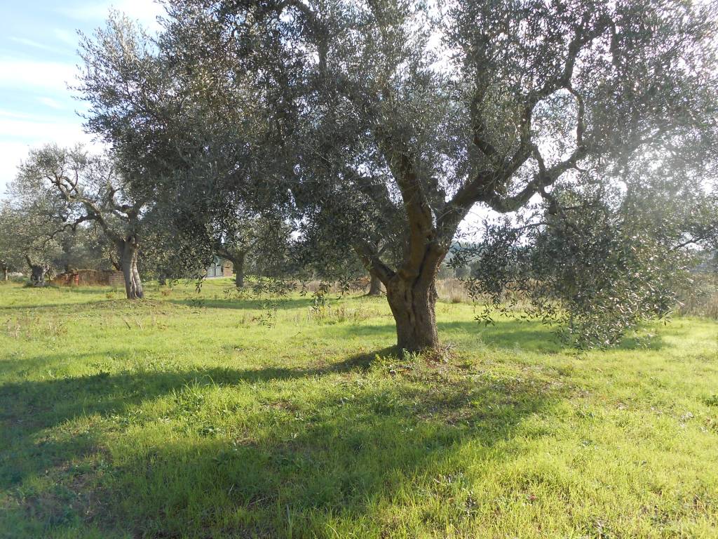 Terreno a Orbetello in Strada Pedemontana - Foto 5