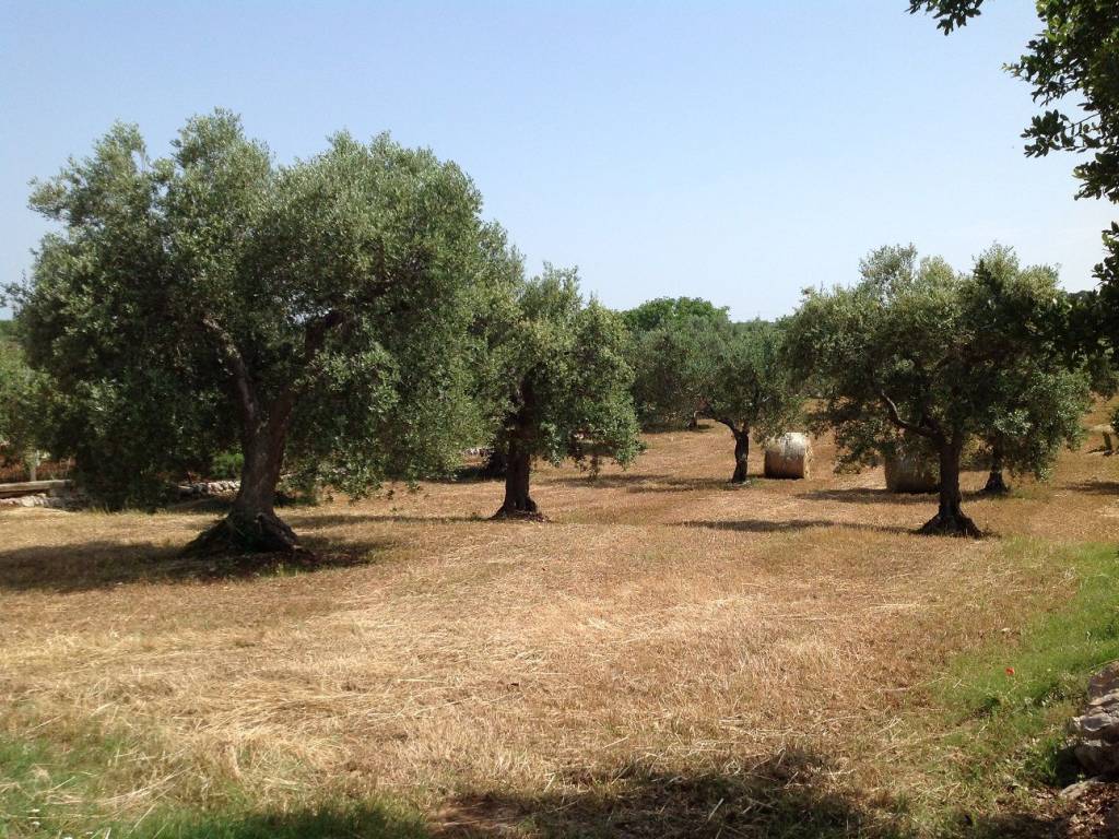 Rustico / casale a Martina franca in Strada Zippitello Zona a - Foto 3