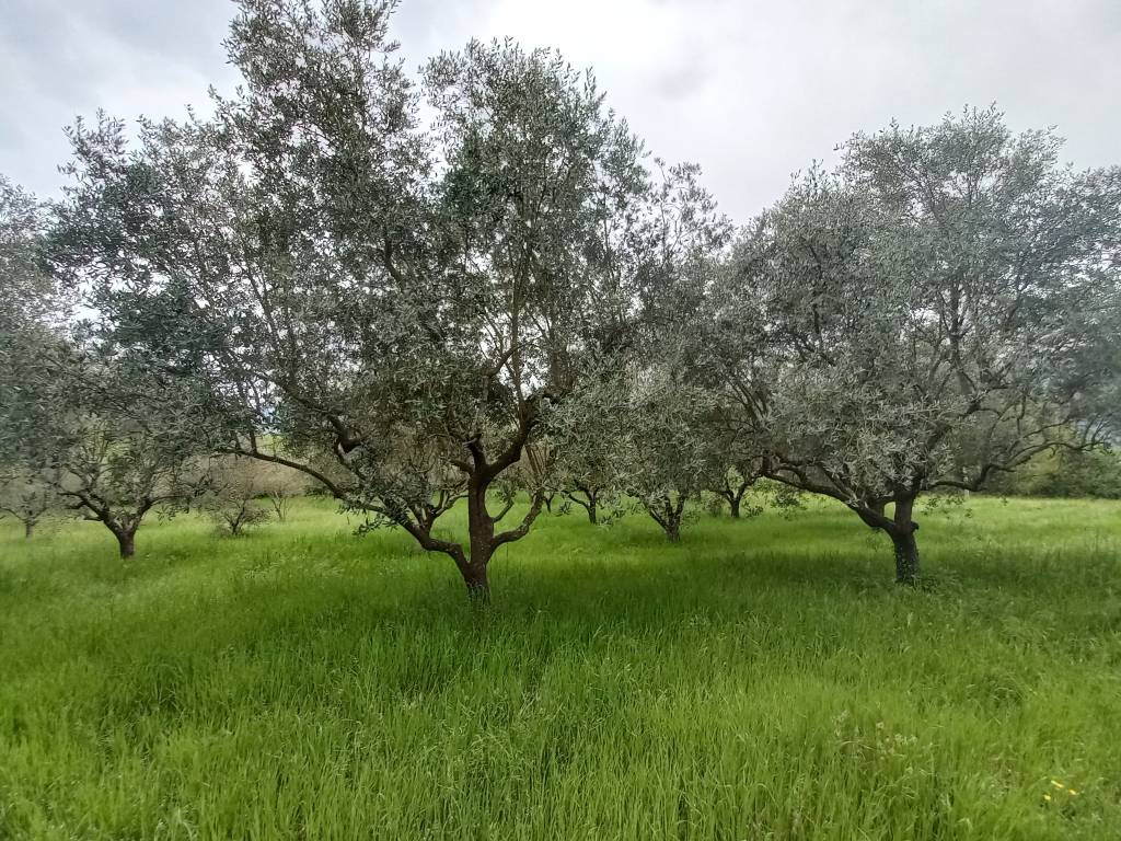 Rustico / casale a Giuliano di roma in Via Sottuario - Foto 5
