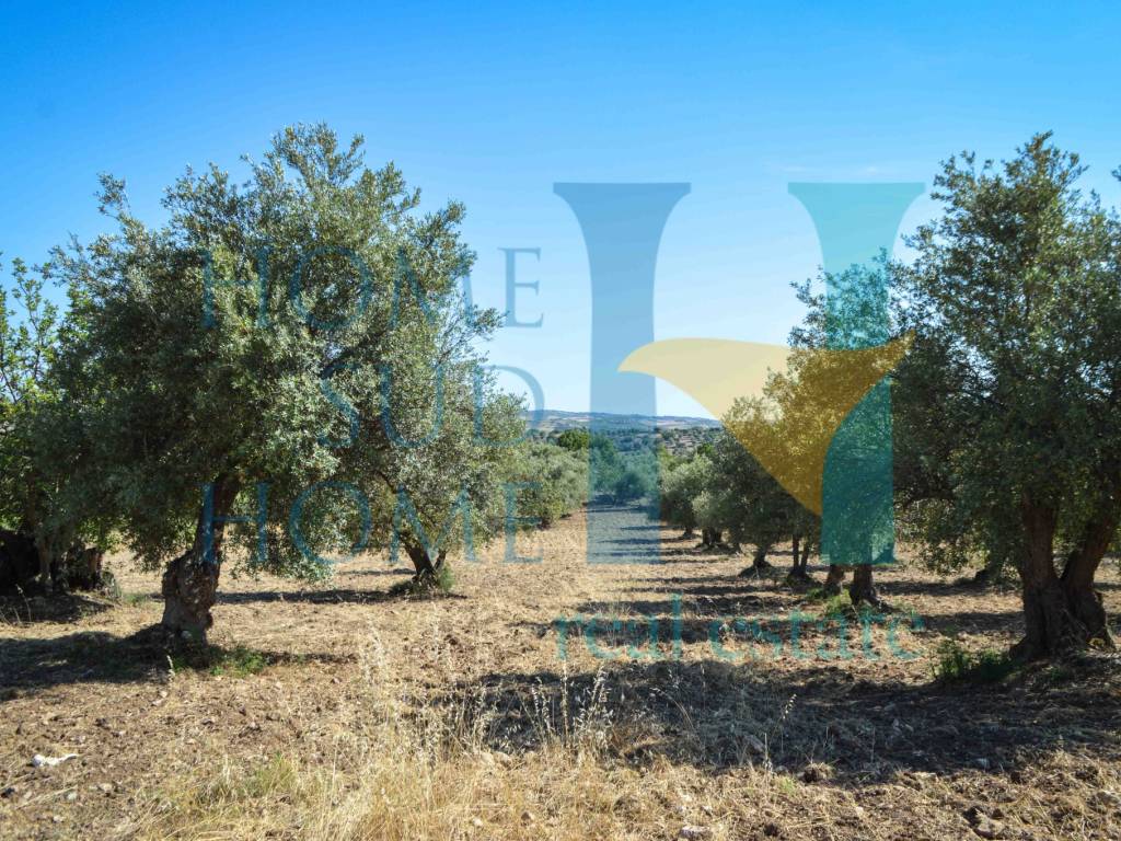 Terreno a Noto in Via Tommaso Fazello, 228 - Foto 5