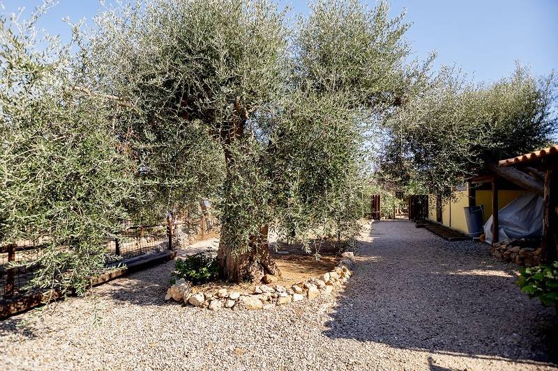 Villa a Orbetello - Foto 3