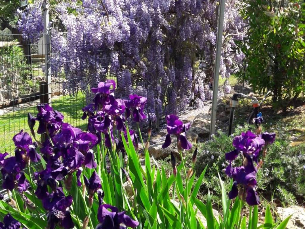 Villa a Orbetello - Foto 5