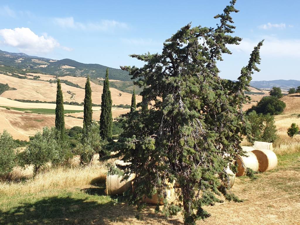 Rustico / casale a Cinigiano in Via Roma - Foto 4