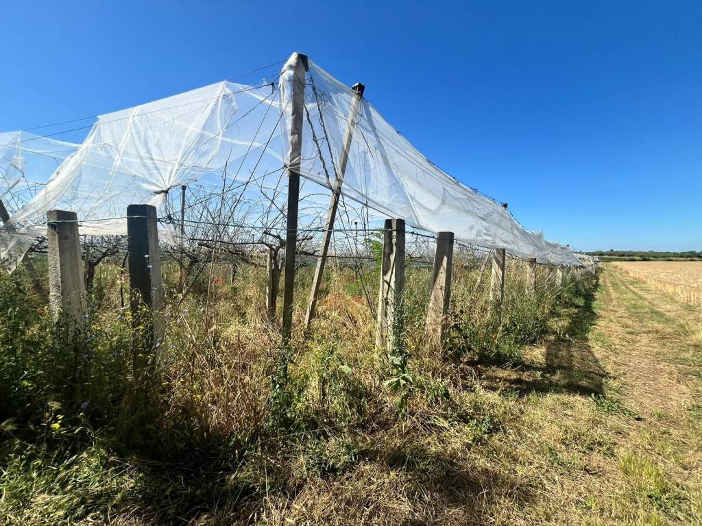 Terreno a Cisterna di latina in Via Leone Xii - Foto 4