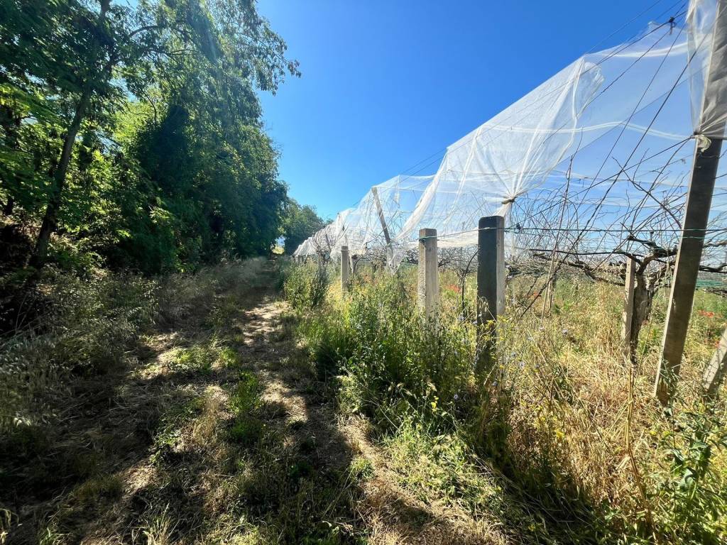 Terreno a Cisterna di latina in Via Leone Xii - Foto 5