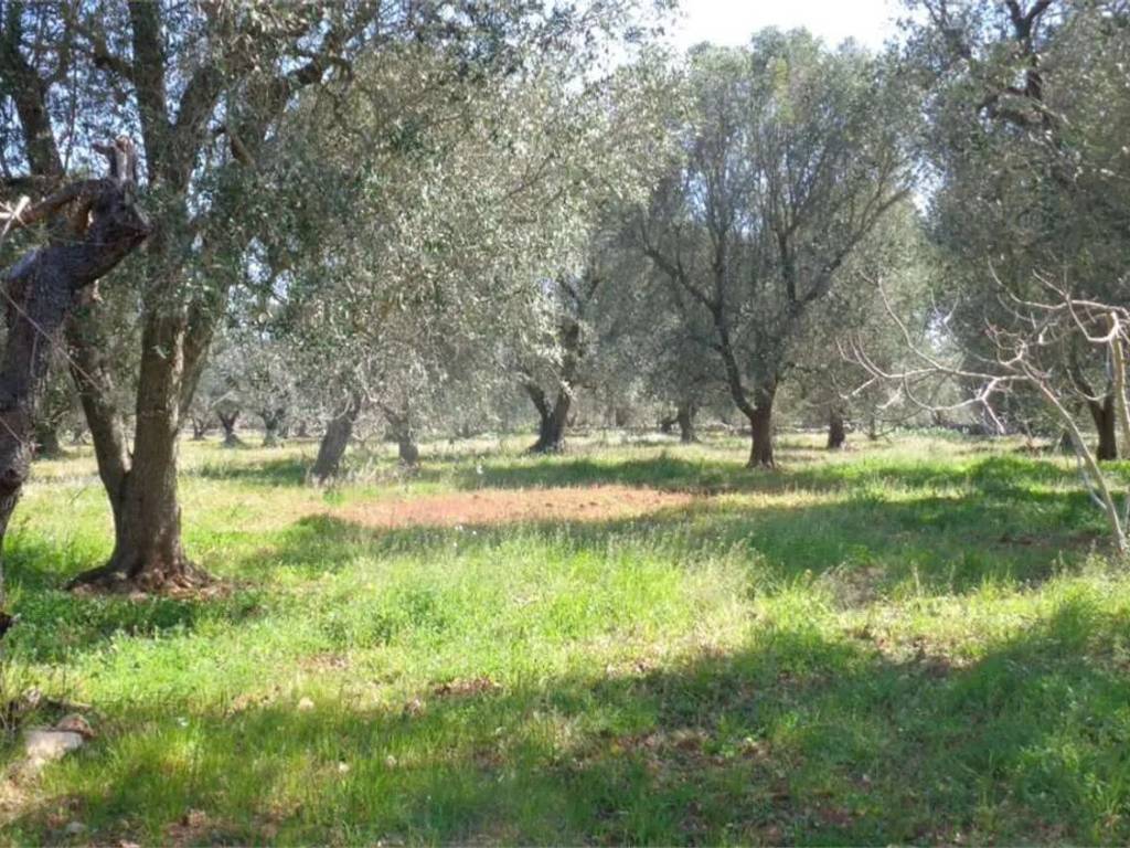 Rustico / casale a San michele salentino - Foto 3