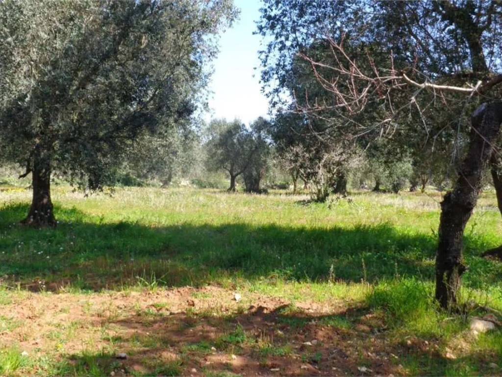 Rustico / casale a San michele salentino - Foto 4