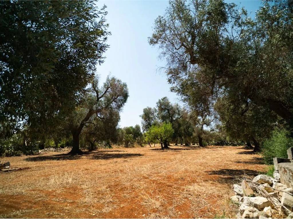 Rustico / casale a San michele salentino in Contrada Sardella S.N.C. - Foto 5
