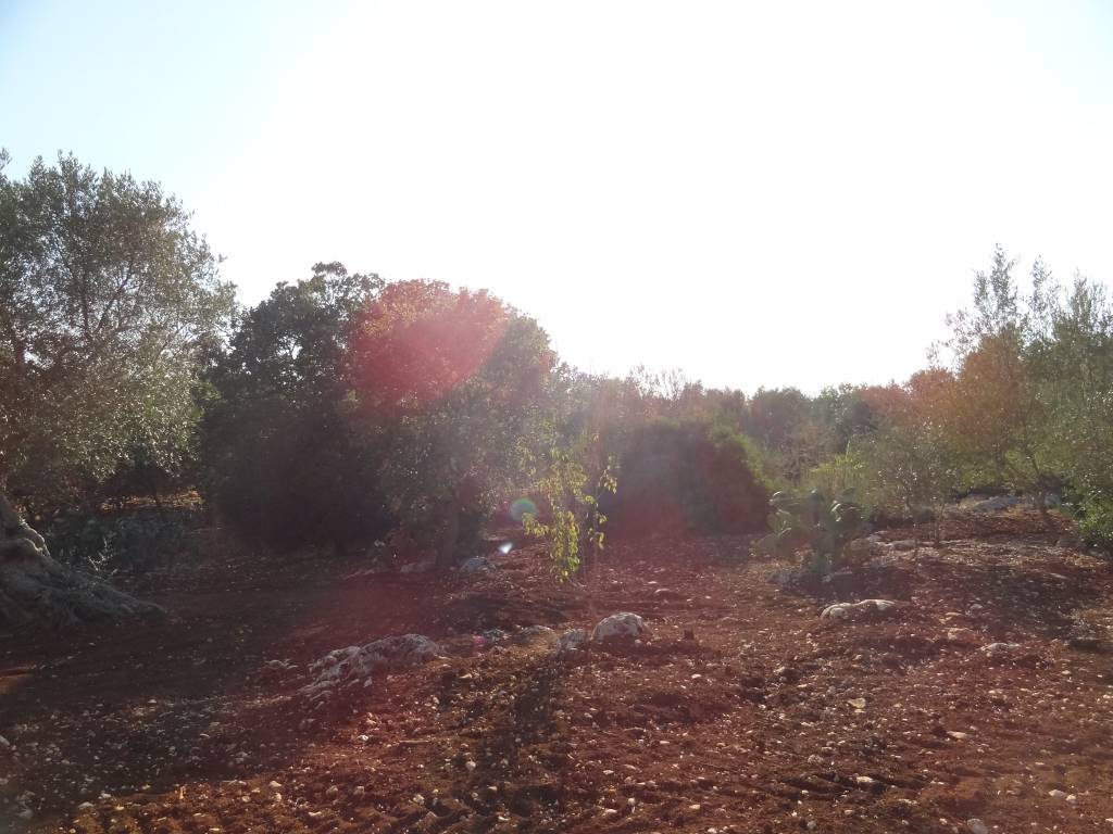 Terreno a San vito dei normanni in Contrada Usciglio - Foto 2