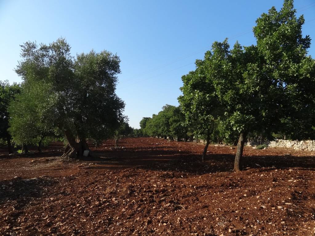 Terreno a San vito dei normanni in Contrada Usciglio - Foto 3