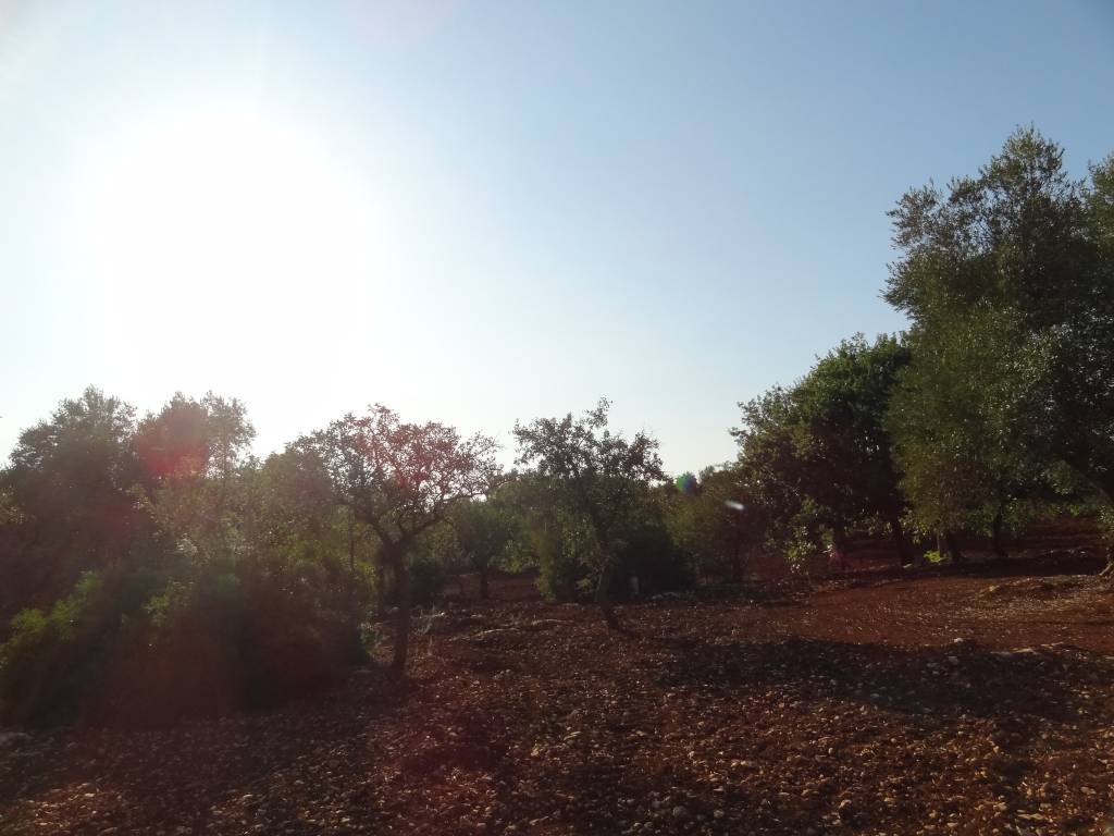 Terreno a San vito dei normanni in Contrada Usciglio - Foto 4