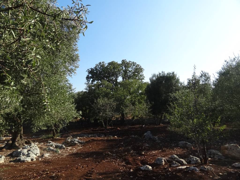 Terreno a San vito dei normanni in Contrada Usciglio - Foto 5