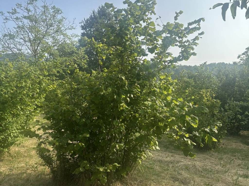 Terreno a Arquata scrivia - Foto 4