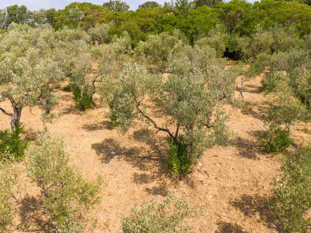 Terreno a Poggio moiano in Via Licinese - Foto 4