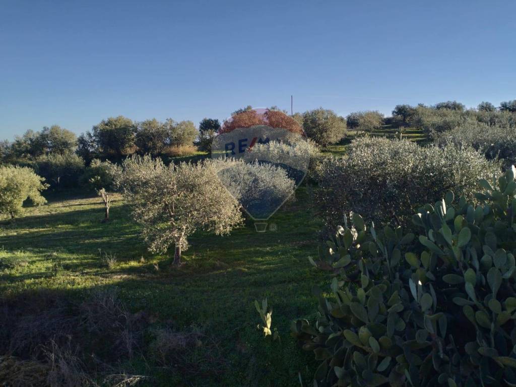 Terreno a Caltagirone in Contrada Rifugio - Foto 2