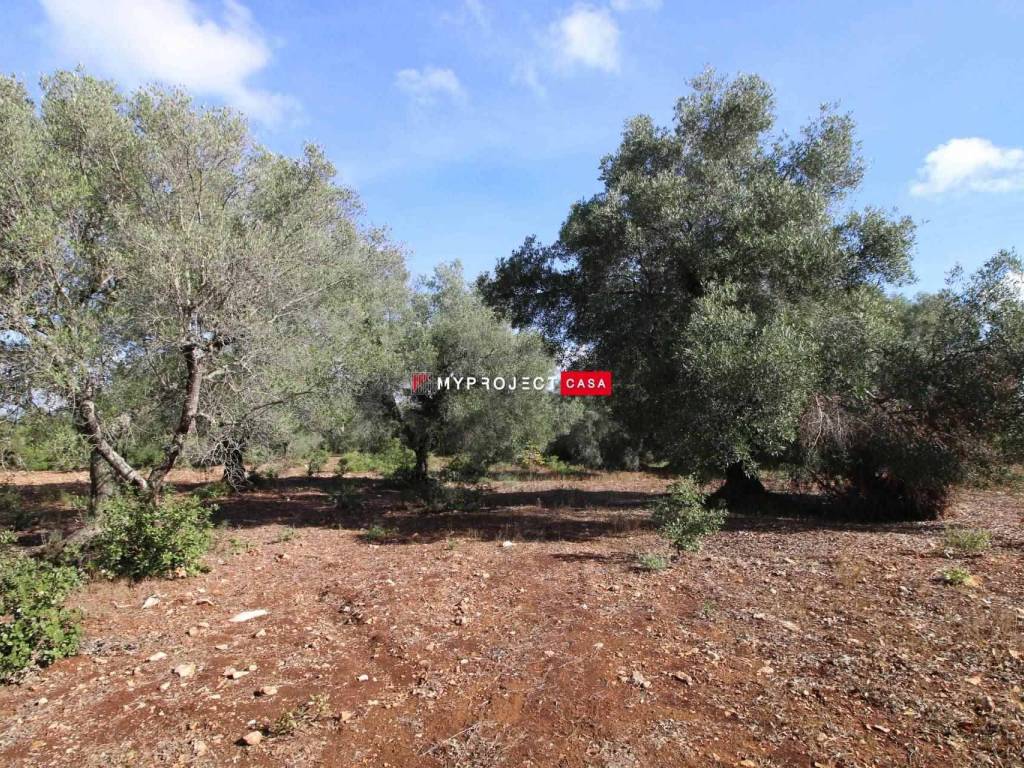 Rustico / casale a Martina franca - Foto 5