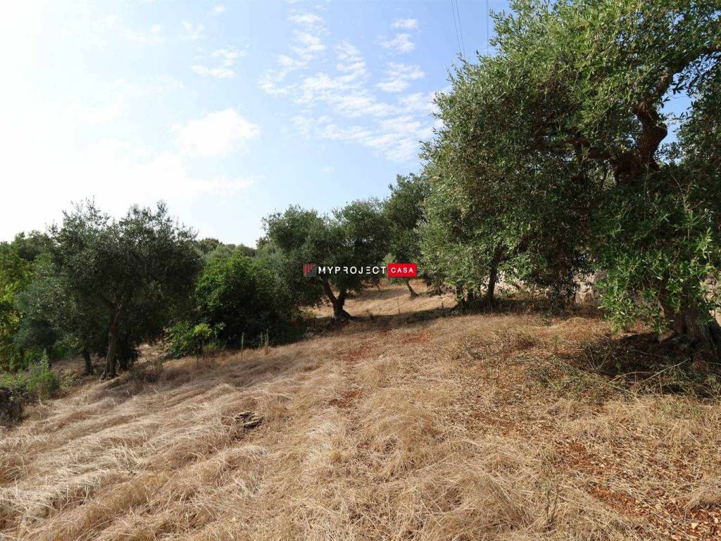 Terreno a Cisternino - Foto 3