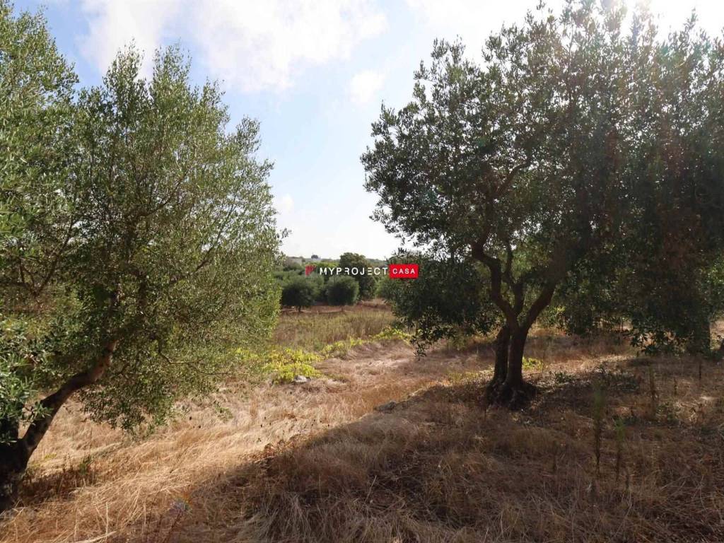 Terreno a Cisternino - Foto 4