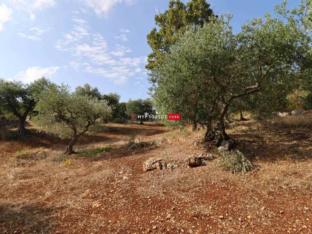 Terreno a Cisternino - Foto 5