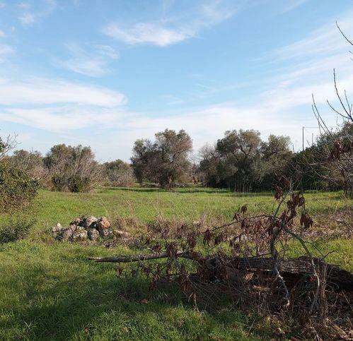Terreno a Ceglie messapica in Contrada Fragnite - Foto 2