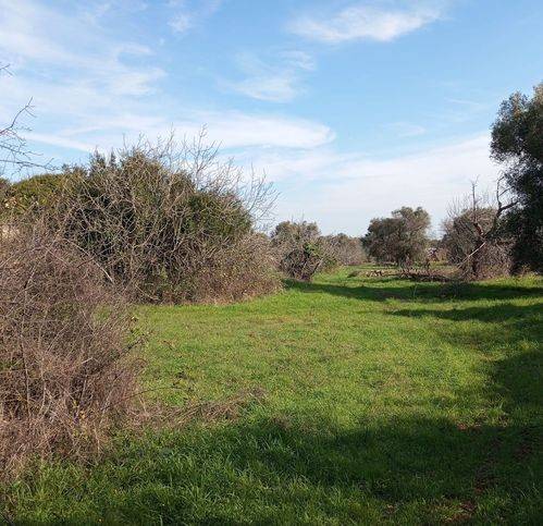 Terreno a Ceglie messapica in Contrada Fragnite - Foto 4