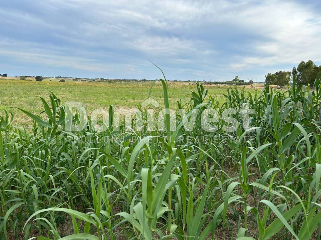 Rustico / casale a Capalbio in Centro F - Foto 5