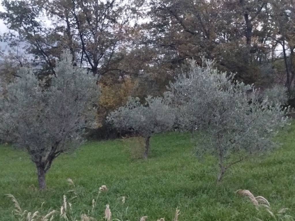 Terreno a Montecorvino pugliano in Via Macchia Morese - Foto 5