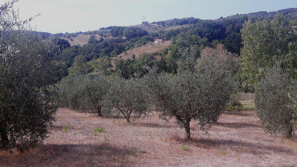 Terreno a Rosignano marittimo in Località Poggiarino - Foto 4