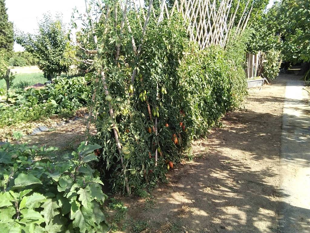 Terreno a Campiglia marittima in Via della Monaca - Foto 2