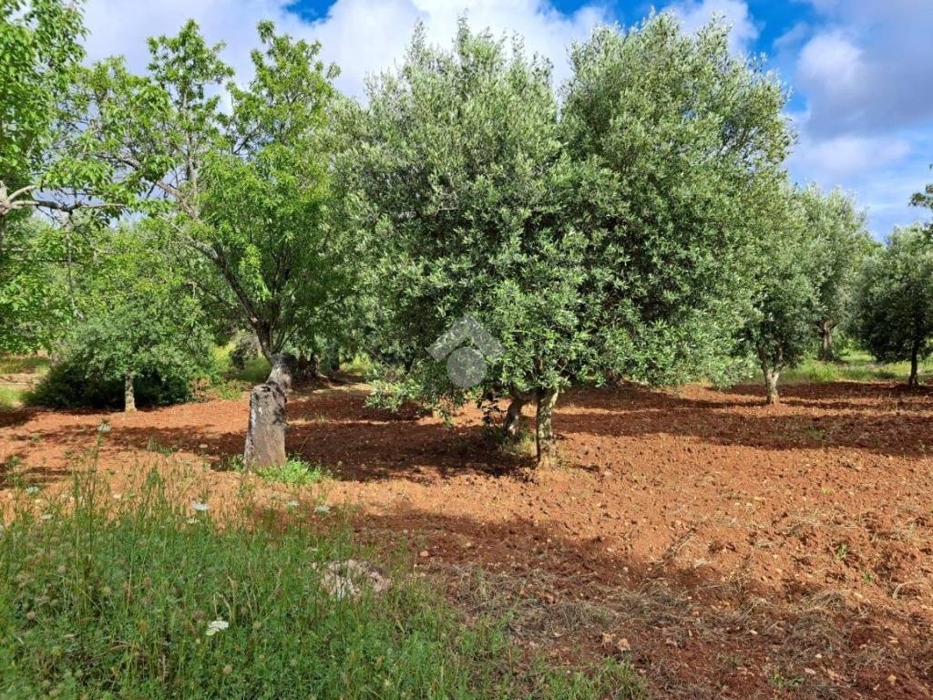 Rustico / casale a Carovigno in Contrada Polinisso - Foto 5